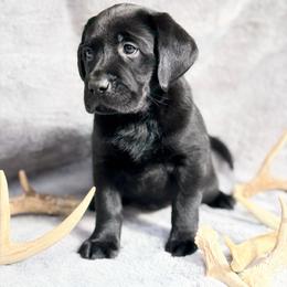 Wren - Black female Labrador Retriever puppy in Sweet Home, Oregon from Knotty Creek Labradors
