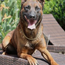Berry - Belgian Malinois