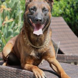 Berry - Belgian Malinois