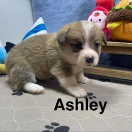 Ashley - Sable female Pembroke Welsh Corgi puppy in Apison, Tennessee from Ashmore Corgis