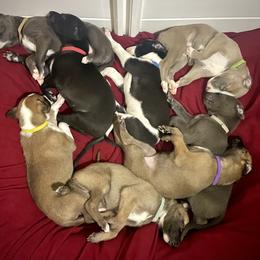 Greyhound Puppies from Angela Holtzen