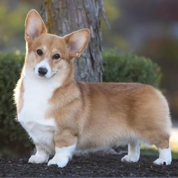 Pembroke Welsh Corgis from Pluperfect