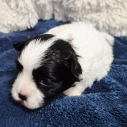 Bubba - Black and white male Mal-Shi puppy in Austin, Texas from Austin Maltese Babies