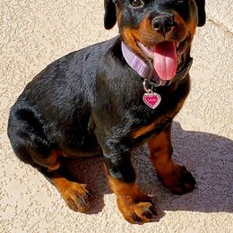 Rottweiler Puppies from Coronado Rottweilers