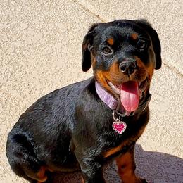 Rottweiler Puppies from Coronado Rottweilers