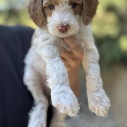 Blitz - Parti male Goldendoodle puppy in Escalon, California from Miley&Co.