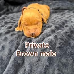Brown boy - Golden male Golden Retriever puppy in Salt Lake City, Utah from Soaring golden retrievers