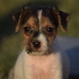 Fallon - Tri-color female Jack Russell Terrier puppy in Menifee, California from Wendover Terriers