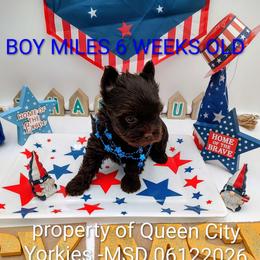 Miles ( Davis) - Chocolate and tan male Yorkshire Terrier puppy in Charlotte, North Carolina from Queen City Yorkies
