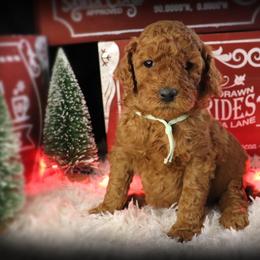 Shimmer - Red  female Poodle puppy in Benton, Illinois from Red Barn Moyen Poodles