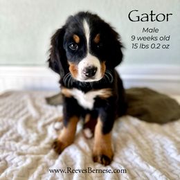 Gator - Green - Black rust and white Bernese Mountain Dog puppy in Lehi, Utah from Reeves Bernese