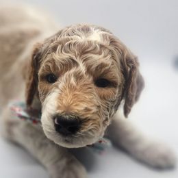 Blizzard ( light blue) - Goldendoodle puppy from Highland Grove Doodles, LLC