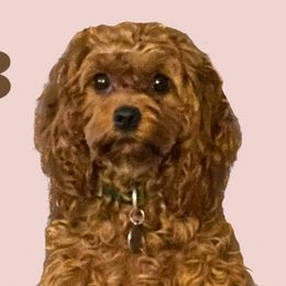Sundance - Cavapoo