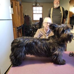 Fly boy - Black male Skye Terrier puppy in Great Falls, Montana from Treasure State Kennels