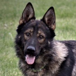 German Shepherds and Labrador Retrievers from Copper View Farm German Shepherds and Labrador Retreivers