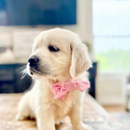 Pick2 - Light golden female Golden Retriever puppy in Deer Lodge, Tennessee from SelahGold