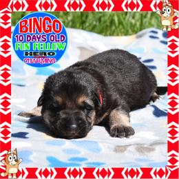 BINGO - Black and tan male German Shepherd puppy in Murrieta, California from Diamond Oaks German Shepherds