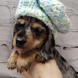 Dachshund Puppies from TK Miniature Dachshunds
