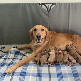 Golden Retriever Puppies from St. Croix Golden Retrievers