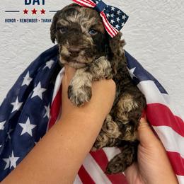 Hazelnut - Merle female Goldendoodle puppy in Miami, Florida from Jade’s Paws & Co. Of Miami LLC