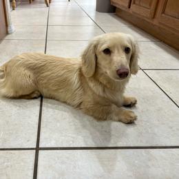 Whiskey - Dachshund