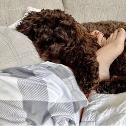 Cockapoo All Grown Up from Disney Doodles