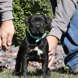Light Blue - Tiger female Perro de Presa Canario puppy in Pocahontas, Illinois from Cabeza Grande Kennel