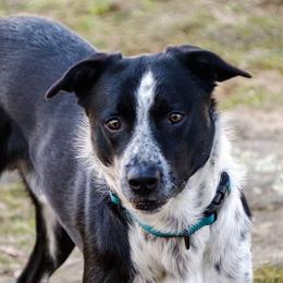 Dillon - Border Collie