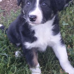 Border Collie Puppies from MoonStar Farm