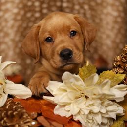 Kodiak - Yellow male Labrador Retriever puppy in Twin Falls, Idaho from Whispering White Pines Labradors
