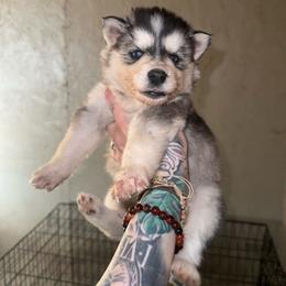 Girl 1 - Sable and white female Siberian Husky puppy in Iron River, Wisconsin from Wiemeri Siberians