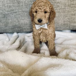 Bernedoodle and Labradoodle Puppies from Royal Doodles