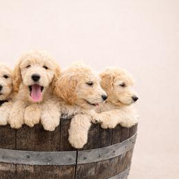 Goldendoodle and Golden Retriever Puppies from PuppyBlossom