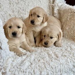 Golden Retriever Puppies from Fields of Gold Retrievers