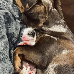 Dachshunds from Bar -JL DOXIES