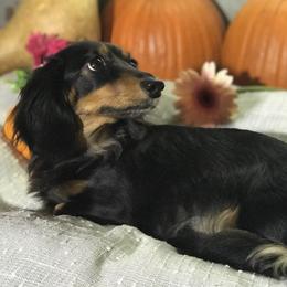 Princess - Dachshund