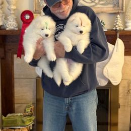 Samoyed Puppies from Arctic Edge Samoyeds