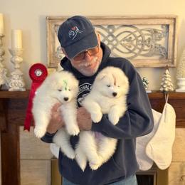 Samoyed Puppies from Arctic Edge Samoyeds