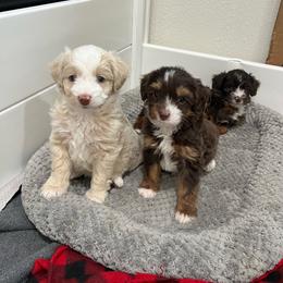 Aussiedoodle puppies from Amos and Oak Doodles