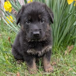 Sprout - Sable male German Shepherd puppy in Waterloo, New York from Von Nikolaos German Shepherds