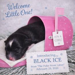 Girl 5 - Black female Australian Shepherd puppy in Dalton, Georgia from Furtabulous Paws Australian Shepherds & Border Collies