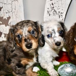 Dachshund Puppies from 1 Moore Dachshund
