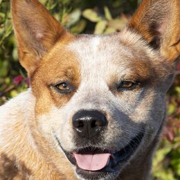 Snap - Australian Cattle Dog