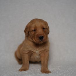 Odin - Dark golden male Golden Retriever puppy in Holmesville, Ohio from Dixie Goldens