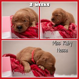 Nessa - Dark golden female Golden Retriever puppy in Driggs, Idaho from SK Golden Retrievers