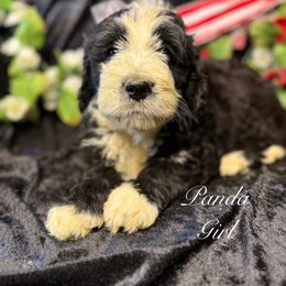 Panda - female Golden Mountain Doodle puppy in Rockville, Minnesota from Bracha Poodles & Doodles