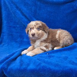 Riley - Red merle female Australian Shepherd puppy in Collinston, Utah from Corbridge Aussies