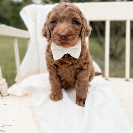 Nitro - Merle male Goldendoodle puppy in Ooltewah, Tennessee from Allison Family Doodles