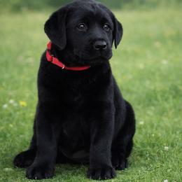 Girl 2 - Black female Labrador Retriever puppy in Chiefland, Florida from McCracker Pond Labradors