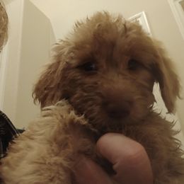 Amelia - Caramel cream female Labradoodle puppy in Henderson, Nevada from Hills labradoodles